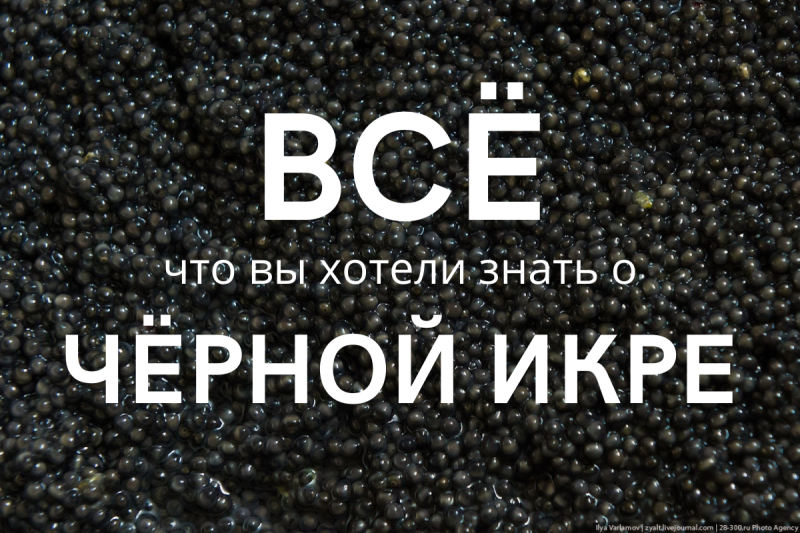 Станьте экспертом и вкушайте деликатес!